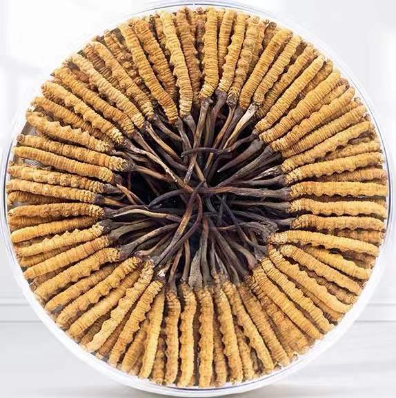 永善冬虫夏草回收